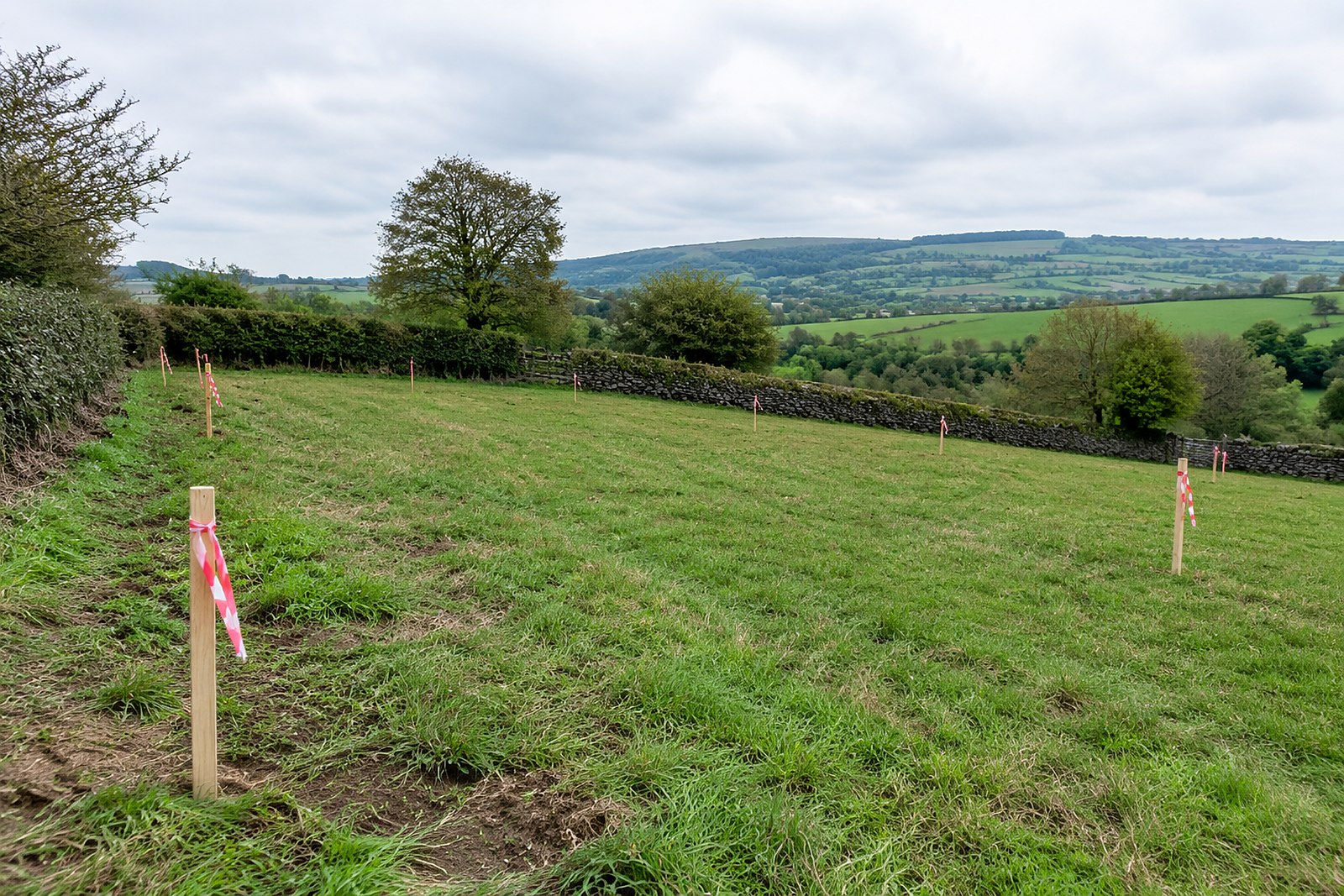 Staked greenfield development plot beside hedgerows